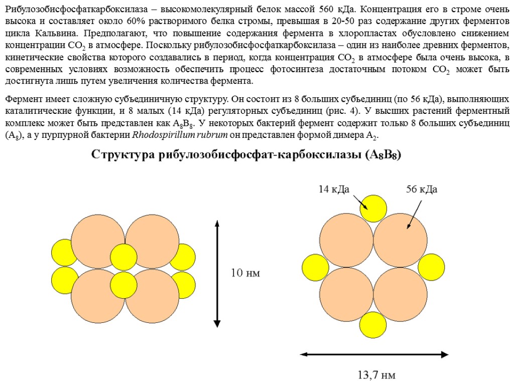 Рибулозобисфосфаткарбоксилаза – высокомолекулярный белок массой 560 кДа. Концентрация его в строме очень высока и